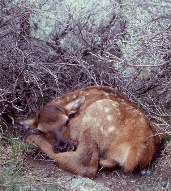 Elk calf
